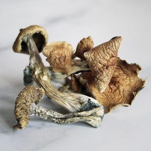 Psilocybin Mushrooms